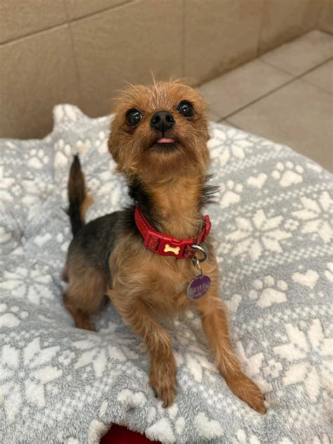 Jenny - Manchester & Cheshire Dogs Home