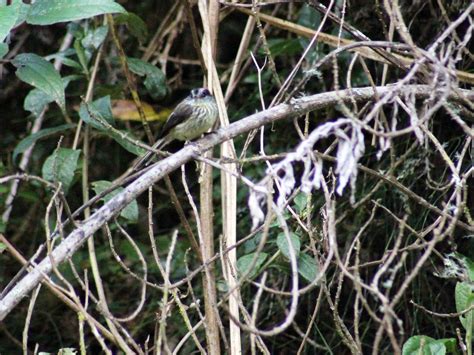 Agile Tit-Tyrant - eBird