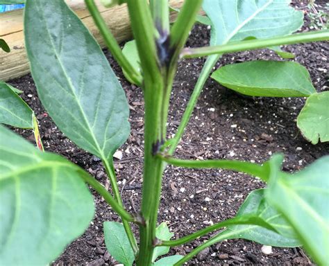 Why Are My Pepper Plant Stalks Turning Black at Ruben Ramos blog