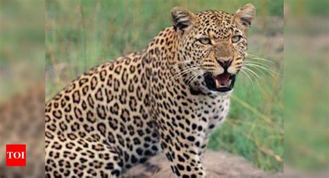 35 leopards roam Sanjay Gandhi National Park & its periphery, find tech ...
