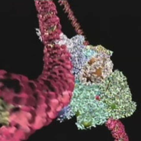 Image result for How to Program DNA