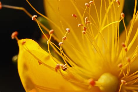 Gotas de água nos filamentos da flor Foto stock gratuita - Public ...