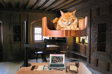 Why Does My Cat Have the Zoomies at Night? – Desk Cat Nest