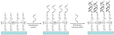 Advances in Electrochemical Biosensor Technologies for the Detection of ...