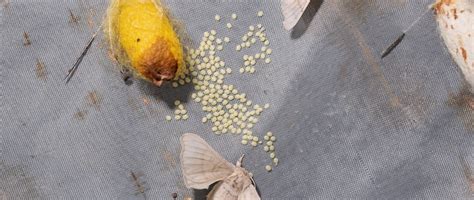 Starting a Mulberry Silkworm Farm in Rural Dimapur: A Comprehensive ...