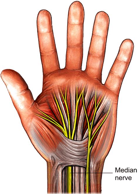 Wrist Anatomy Cross-section