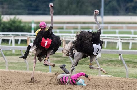 Ostrich Racing Saddle