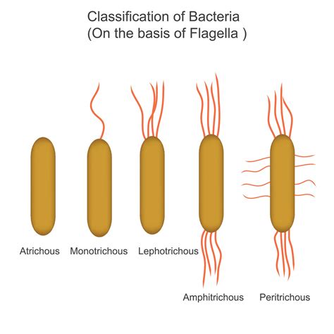 classification of bacteria on the basis of Flagella,atrichous, monotrichous, lophotrichous ...