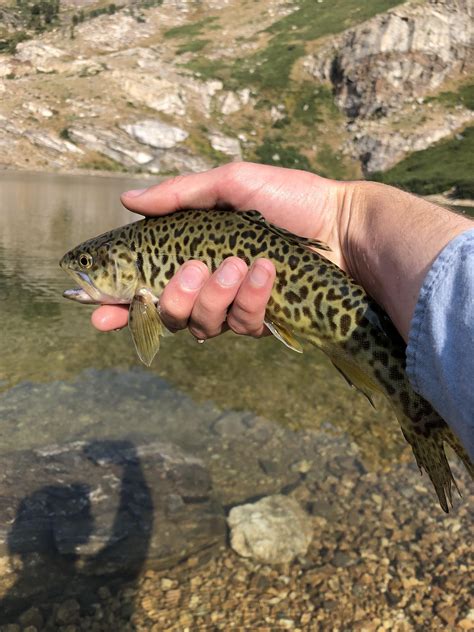 Nevada Tigers : r/Fishing