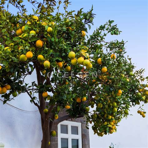 Star Ruby Grapefruit Tree – Citrus × paradisi ‘Star Ruby’