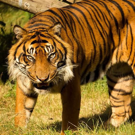 HOWLETTS WILD ANIMAL PARK (2026) All You Need to Know BEFORE You Go ...