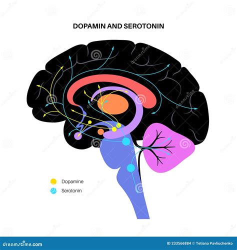 Serotonin And Dopamine Pathway Vector Illustration | CartoonDealer.com #233566884