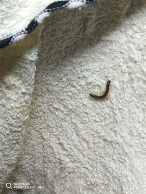 家里发现了小黑壳的虫子 是什么虫子？_百度知道