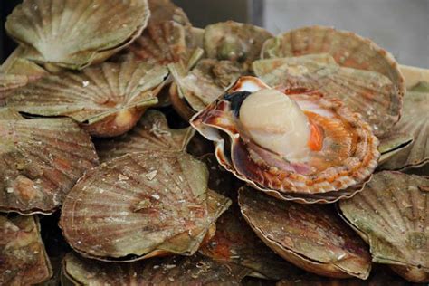 Image result for Alive Shellfish