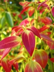 Cloud Farm Cinnamon Plant Price in India - Buy Cloud Farm Cinnamon ...