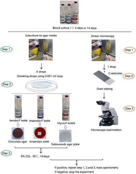 Frontiers | Subculturing and Gram staining of blood cultures flagged negative by the BACTEC™ FX ...