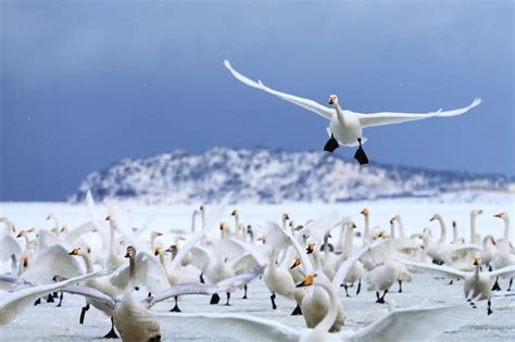 Culture Chinese 的图像结果