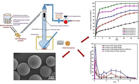PLGA Microspheres of hGH of Preserved Native State Prepared Using a ...