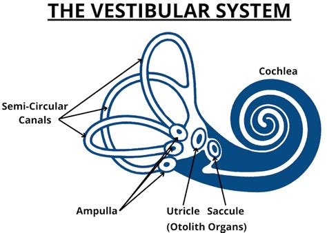 Image result for Vestibular Function