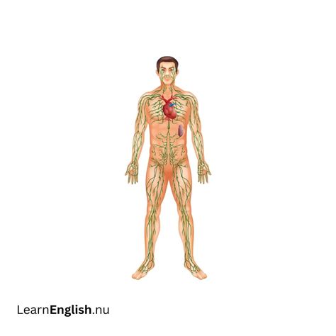 Body Systems In Spanish and English - learn spanish
