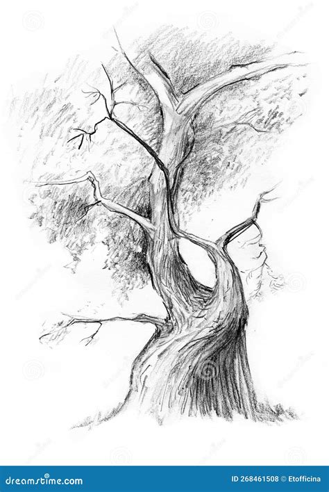 Image result for Graphite Pencil Drawing Tree