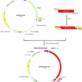Construction of Expression Vector 的图像结果