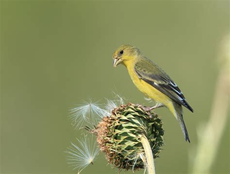 Lesser Goldfinch Nest