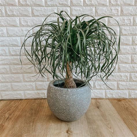 Ponytail Palm: Plant Care & Growing Guide