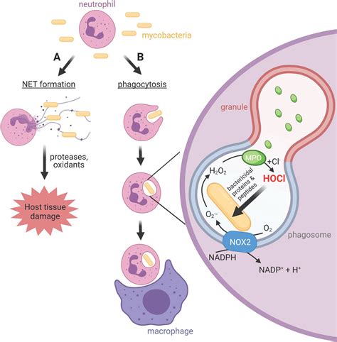 Frontiers | Antimicrobial Activity of Neutrophils Against Mycobacteria