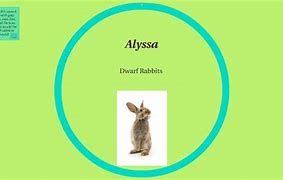 Image result for Cute Baby Dwarf Rabbits