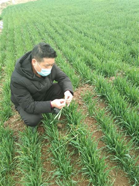 河南省农业农村厅小麦生产专家技术指导组到我市检查指导小麦播种工作 - 河南省植保新技术推广网