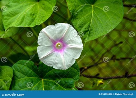 Ipomoea flower close up stock photo. Image of head, biology - 254178816