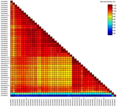 Genome Characterisation of the CGMMV Virus Population in Australia ...