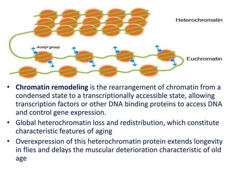 Cellular Aging 的图像结果