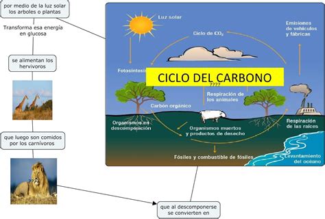 Ciclo Simple Del Carbono
