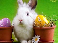 Image result for Bing Easter Bunny