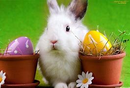 Image result for Japanese Easter Bunny