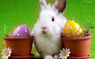 Image result for Easter Bunny Simple Background HD