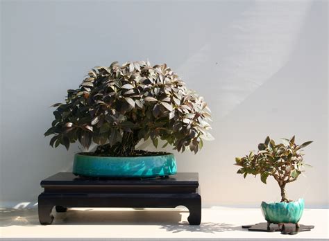 Similarity – BONSAI.ZONE – Bonsaikunst und -zubehör der europäischen Art