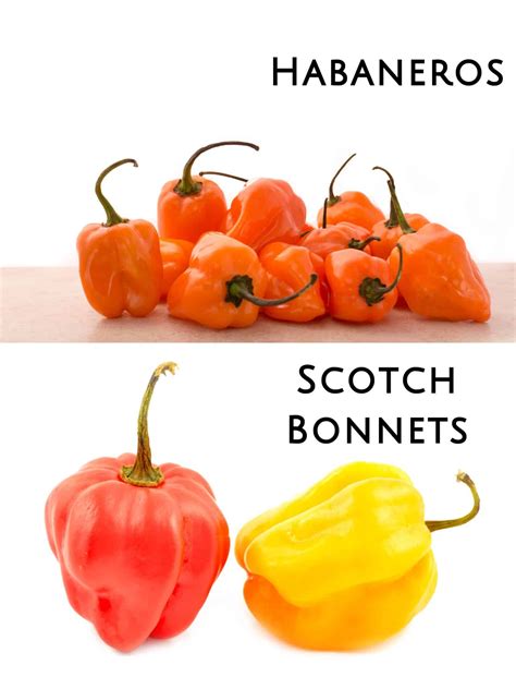 Scotch Bonnet Vs Habanero: Revealing 3 Key Differences In This Spicy ...