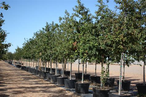 Quercus polymorpha | Creekside Nursery