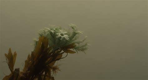 How Does Thyroid Disruption Affect the Growth Rates of Marine Organisms? → Learn