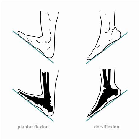 Premium Vector | Plantar flexion, dorsiflexion, anatomical terms of ...