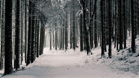 Download wallpaper 2560x1440 forest, trees, snow, winter, pines ...
