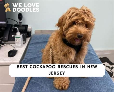 Image result for Cockapoo Rescue Dogs