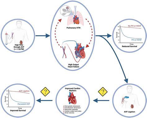 High-Output Heart Failure, Pulmonary Hypertension and Right Ventricular ...