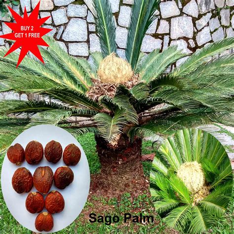 Sago Seeds