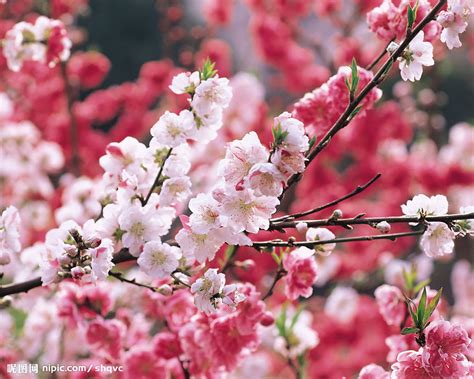 周公解梦 梦见梦見了很多桃花樹，，開著鮮豔粉色的花。 - 解梦吧