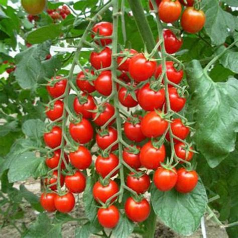 PMB Cherry Tomato Seed Price in India - Buy PMB Cherry Tomato Seed ...