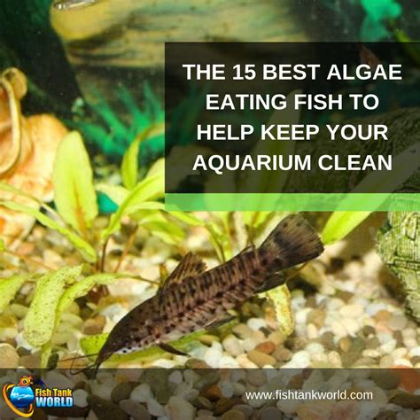 Algae Eaters: 15 Fish & Invertebrates to Help Keep Your Aquarium Clean